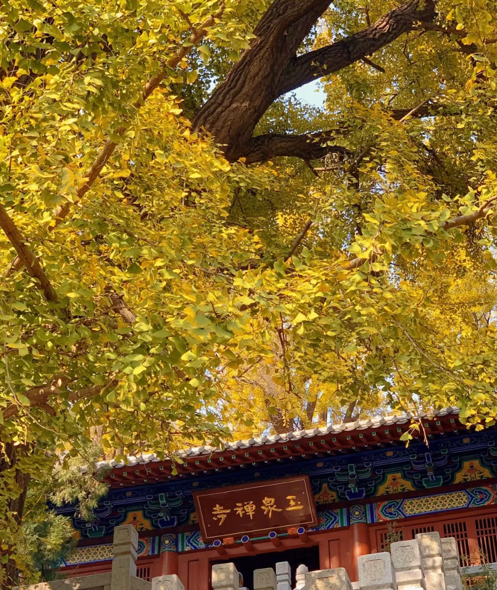 这座被泰山占据所有风头的千年老城，秋天却充满意外美好的秋色插图4