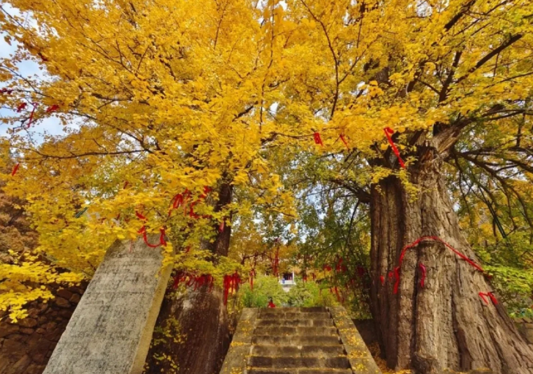 这座被泰山占据所有风头的千年老城，秋天却充满意外美好的秋色插图5