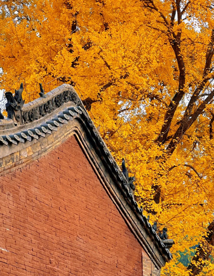这座被泰山占据所有风头的千年老城，秋天却充满意外美好的秋色插图13