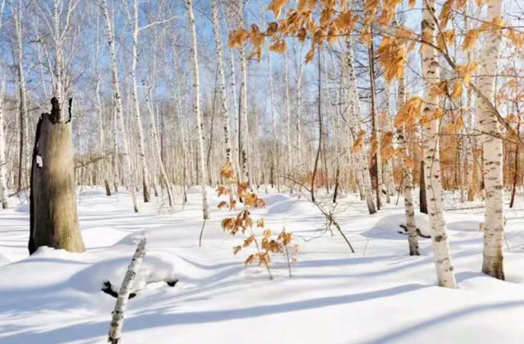 这里堪称冬天雪景天花板，长达五个月的冬季的乌兰布统-背包猫