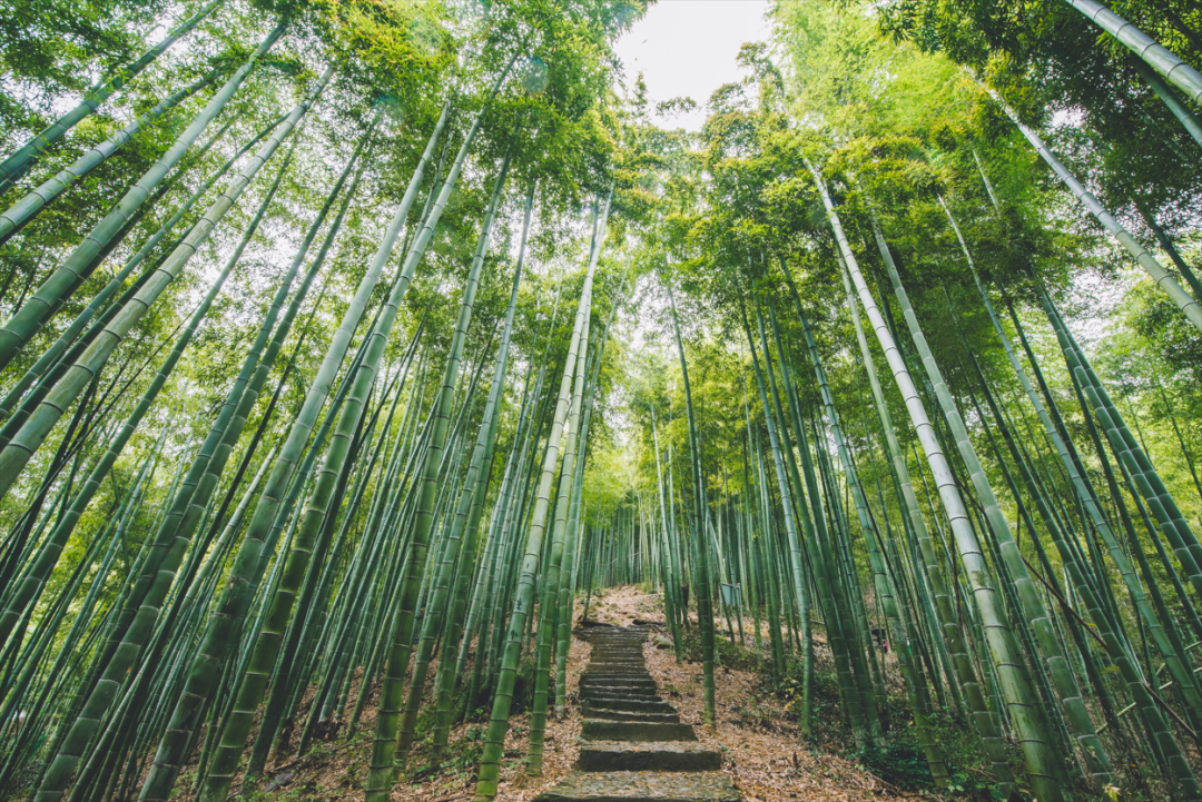 四川最佛系的城市，距离成都1小时，两大景区频登央视，美食比成都好吃数倍！插图7