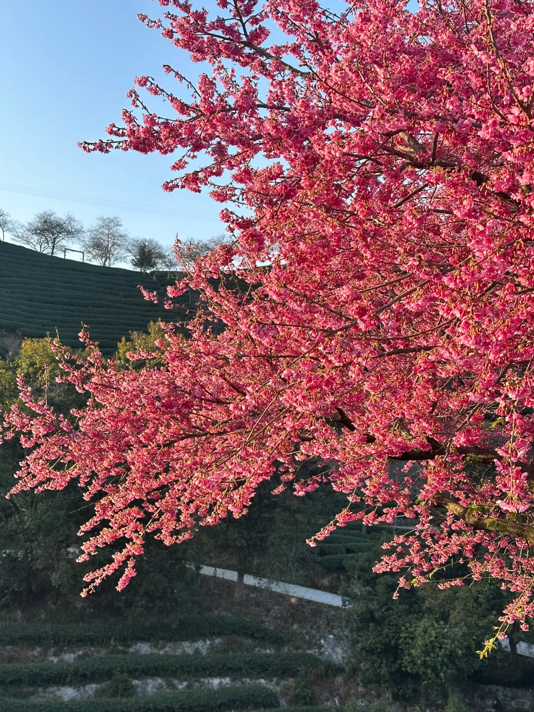 中国最美樱花景区，距厦门仅两个小时，不用去日本，比武大樱花还美，美到窒息插图5