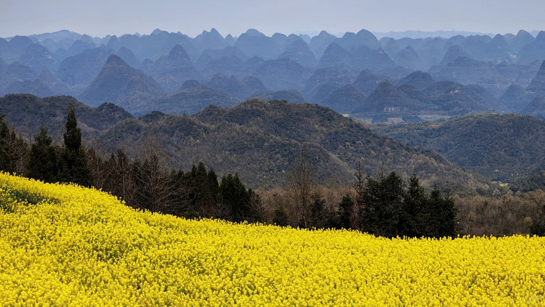 承包“中国第一抹春色”，80万亩金黄花开成海，比大理小众，这座十八线小城真的值得！插图7