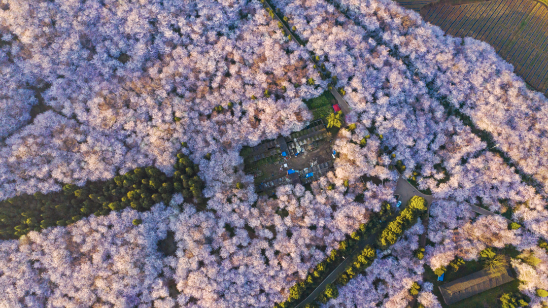 全球最大樱花基地，就在中国！比日本绝美，即将花开成海......居然免费！插图3