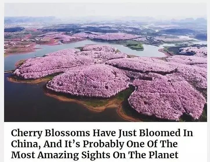 全球最大樱花基地，就在中国！比日本绝美，即将花开成海......居然免费！插图6