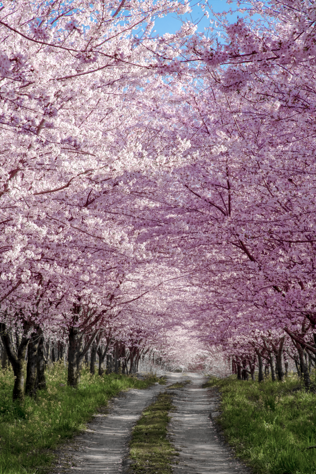 全球最大樱花基地，就在中国！比日本绝美，即将花开成海......居然免费！插图8
