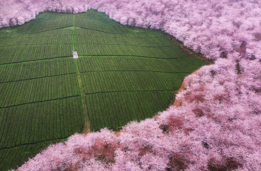 全球最大樱花基地，就在中国！比日本绝美，即将花开成海......居然免费！插图11