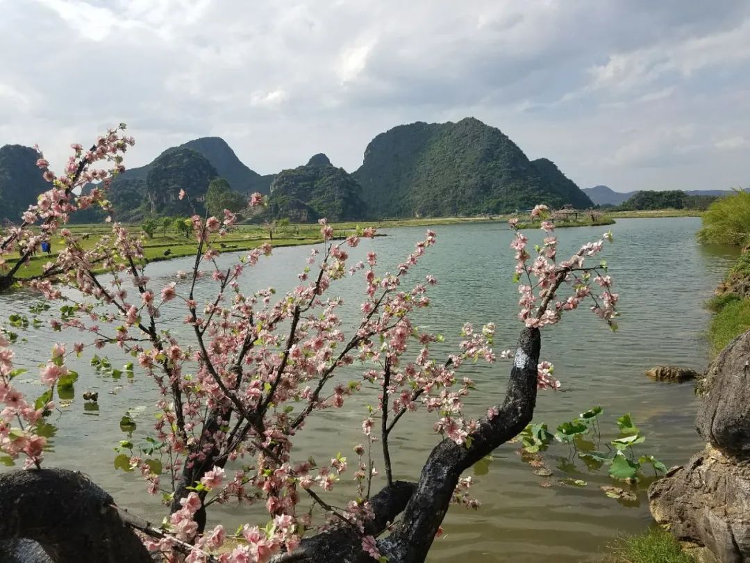 夏天美过西湖！藏在云南深闺的荷花乐园，被称为“云南小桂林”，这里才是打开夏天的最佳方式！插图3